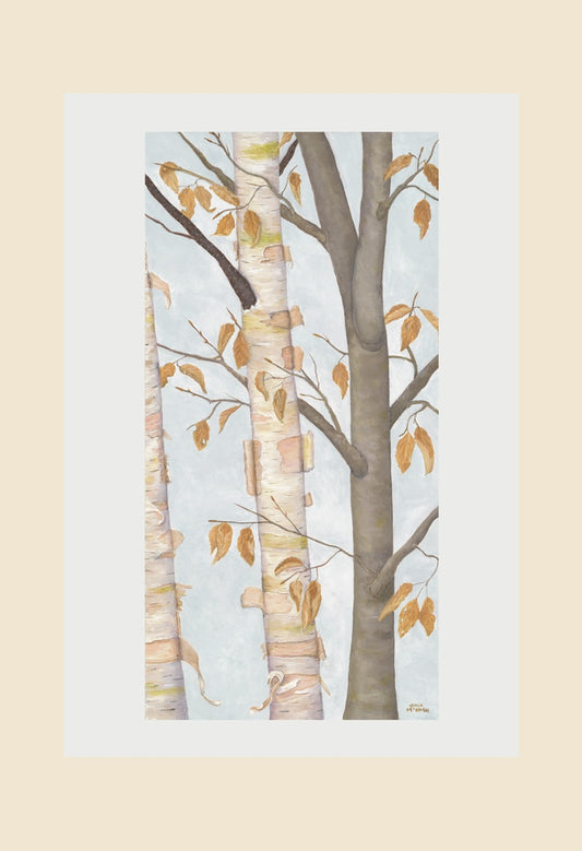 Birch and Beech trees