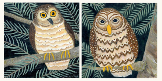 Northern saw-whet owl , Barred Owl