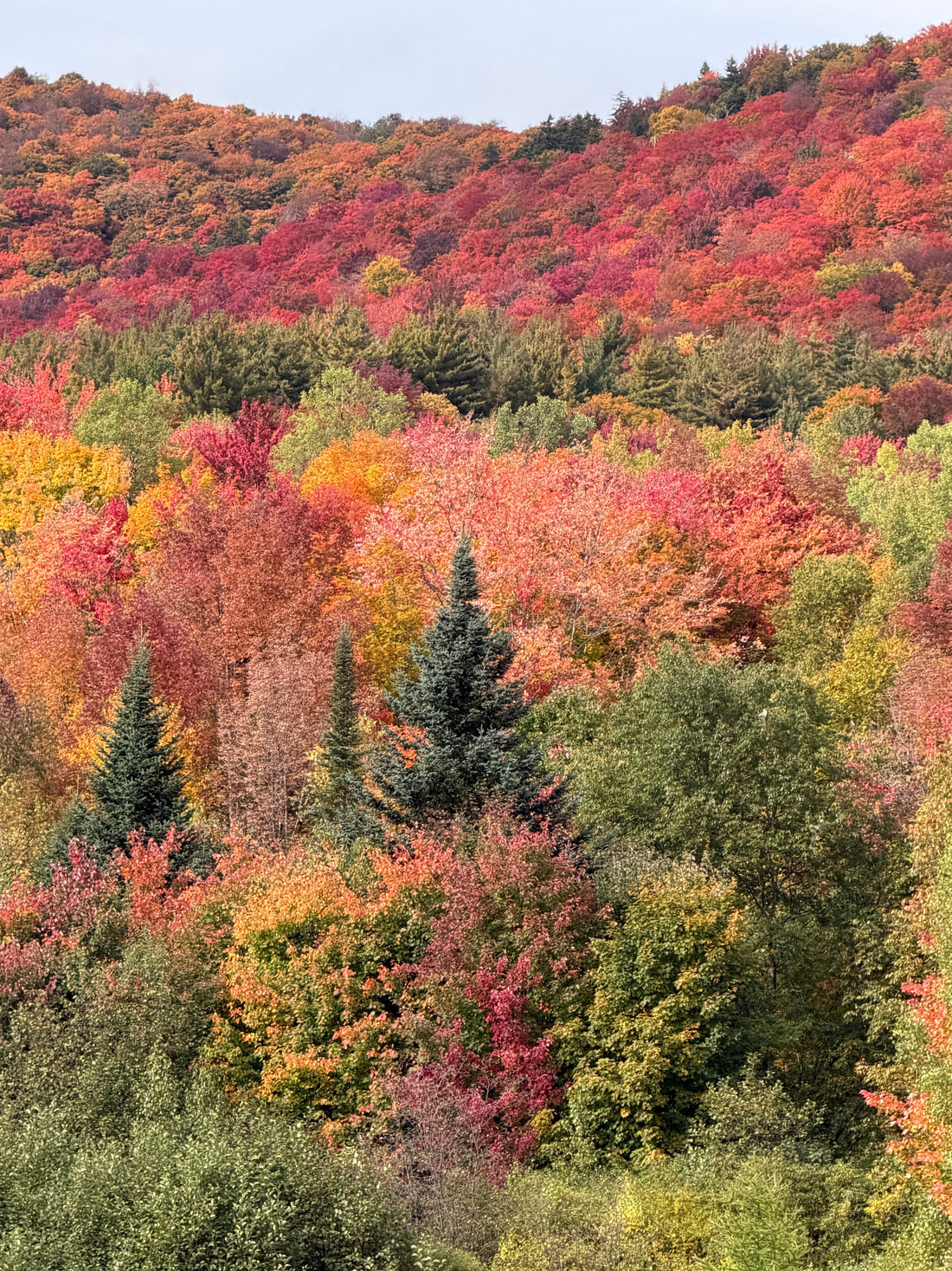 Autumn leaves in Vermont 