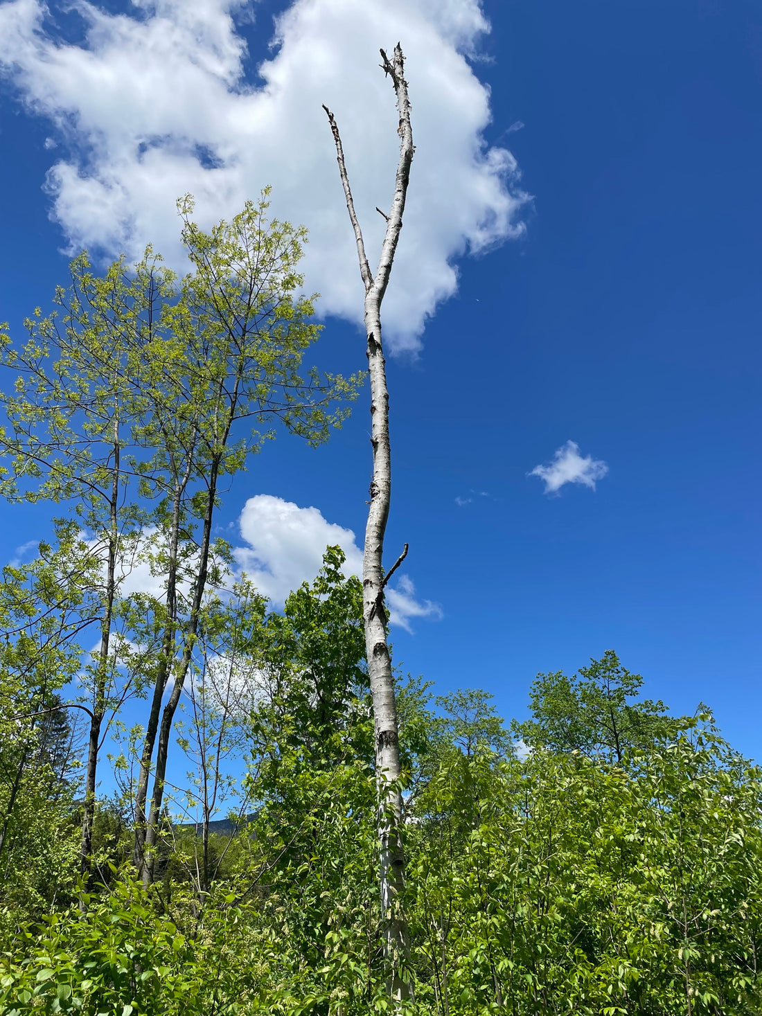 Painting the Wind