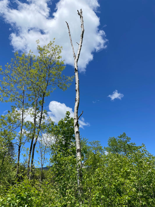 Painting the Wind