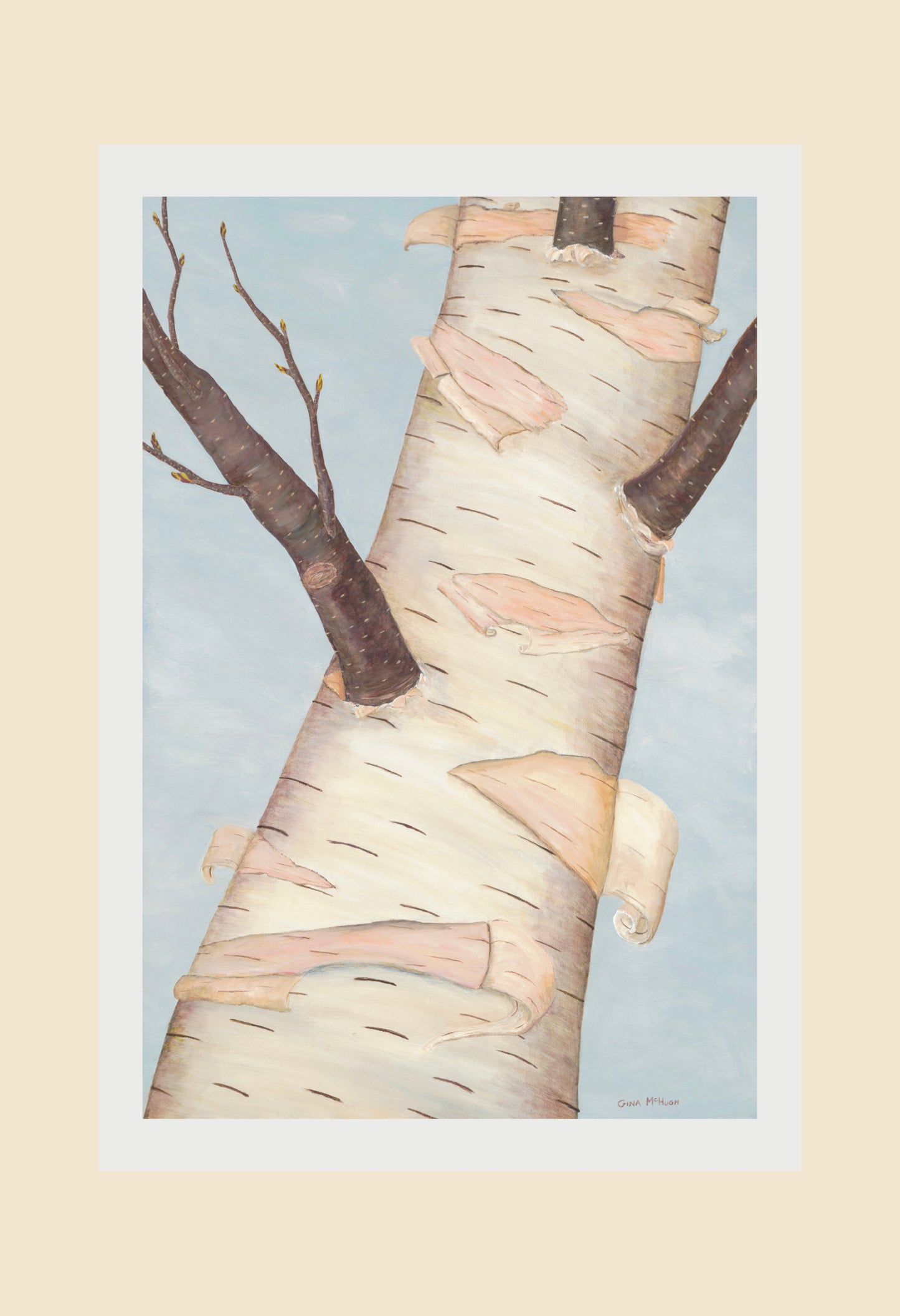 Peeling Birch Tree