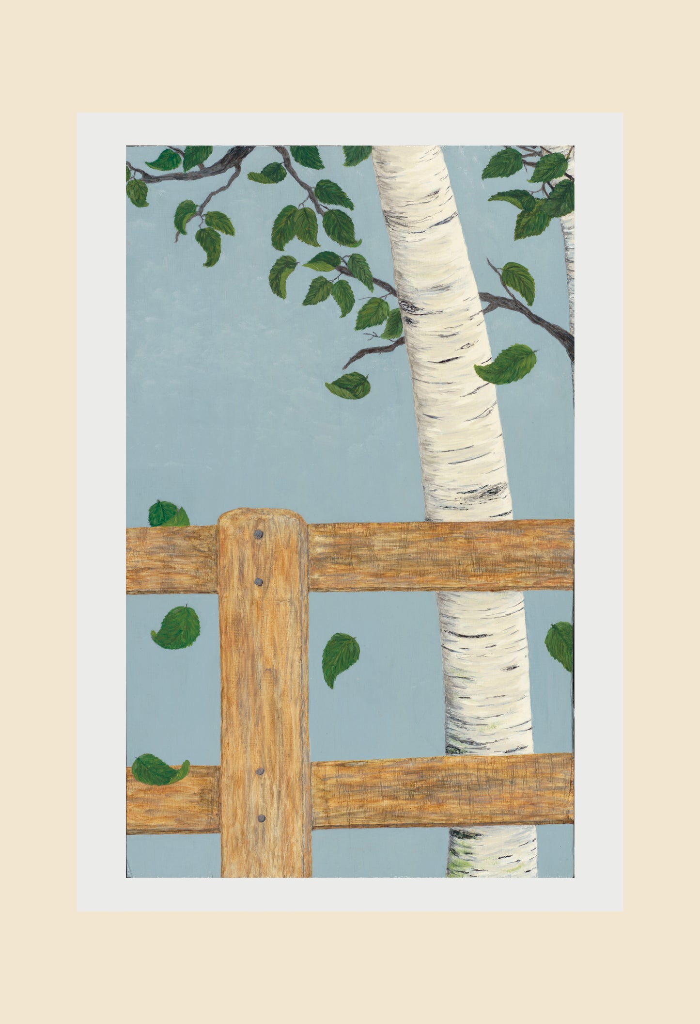 Birch Trees and Weathered Wood Fence