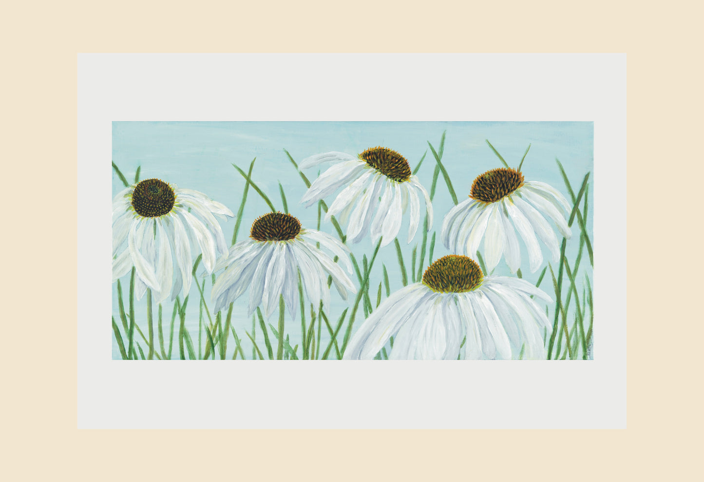 White Coneflowers / Echinacea Print