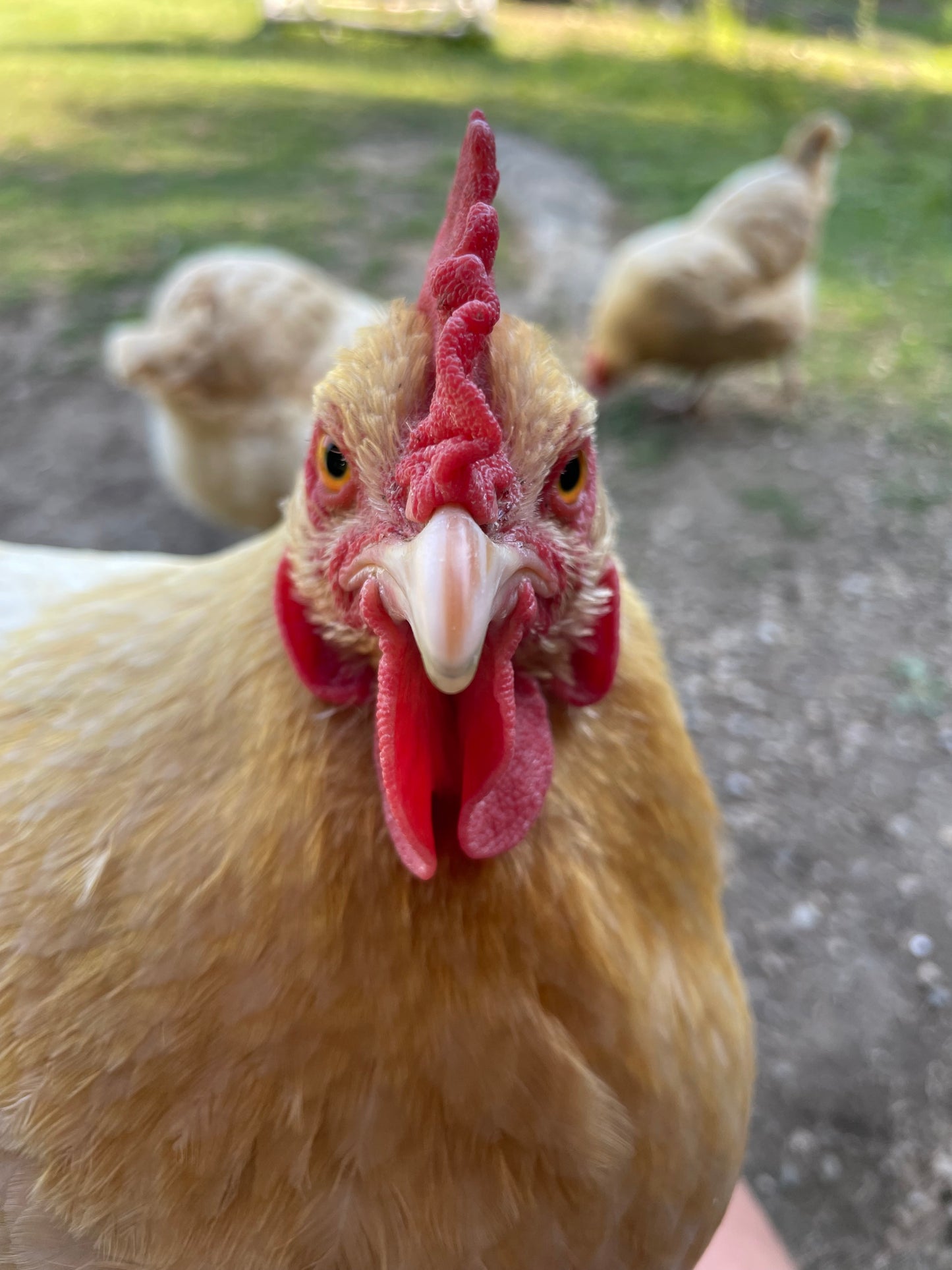 Bertha Chicken Christmas Card