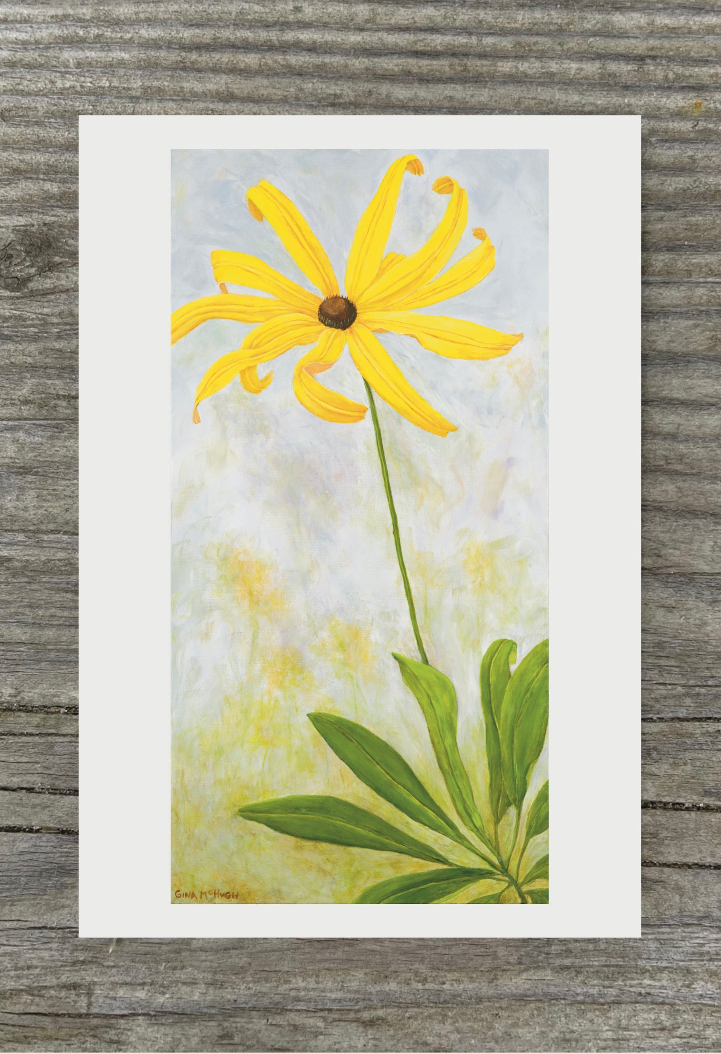 Black-eyed Susan yellow  flower with flowing petals 