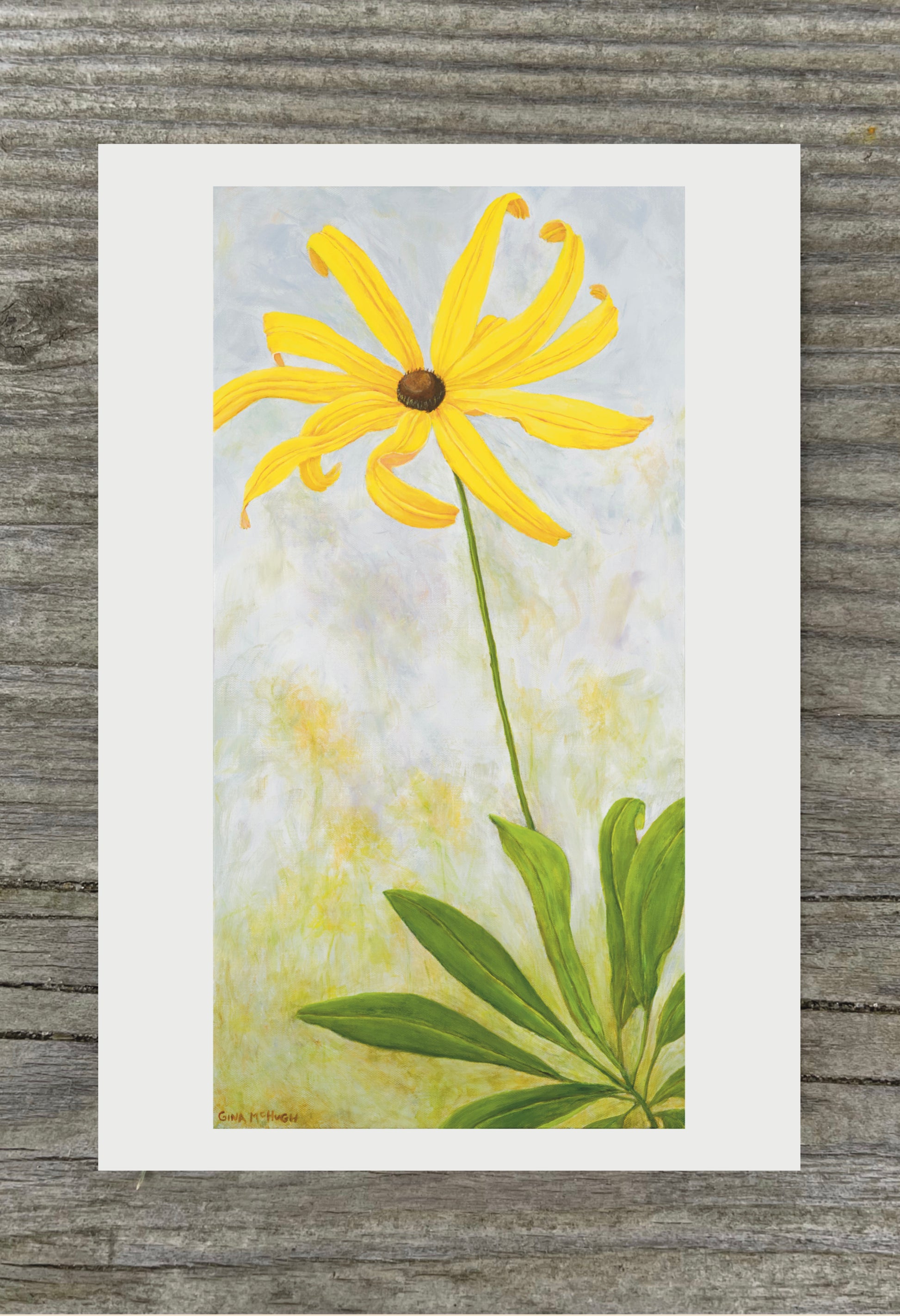 Black-eyed Susan yellow  flower with flowing petals 