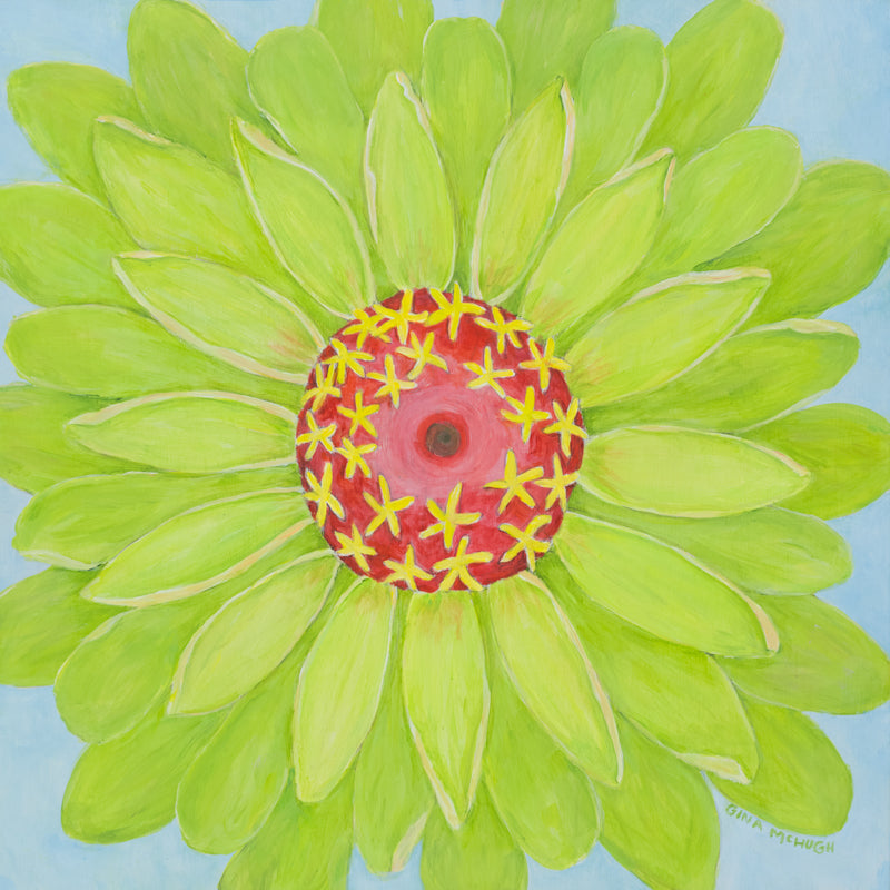 Lime green zinnia flower with dark pink center 