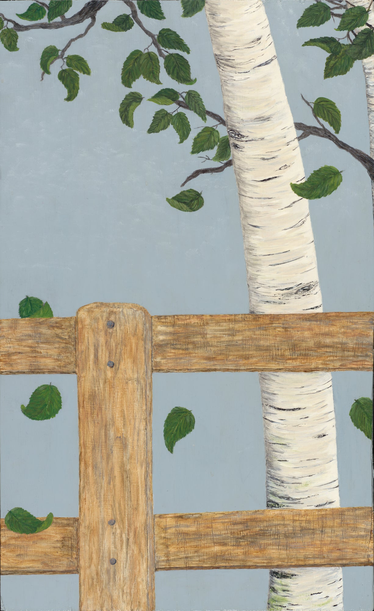 Birch tree with wind blown leaves and weathered fence against a blue sky